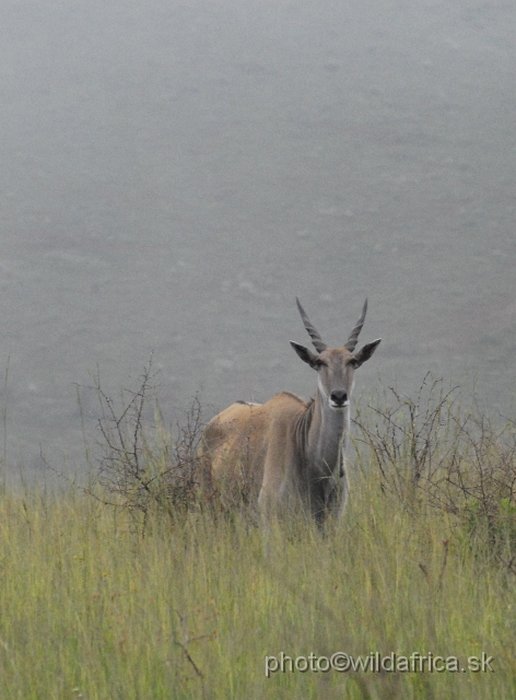 _DSC2989.JPG - Common Eland (Taurotragus oryx), Ngubu