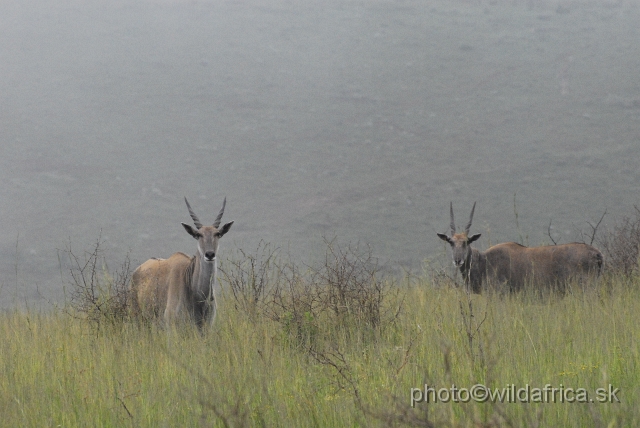 _DSC2990.JPG - Common Eland (Taurotragus oryx), Ngubu