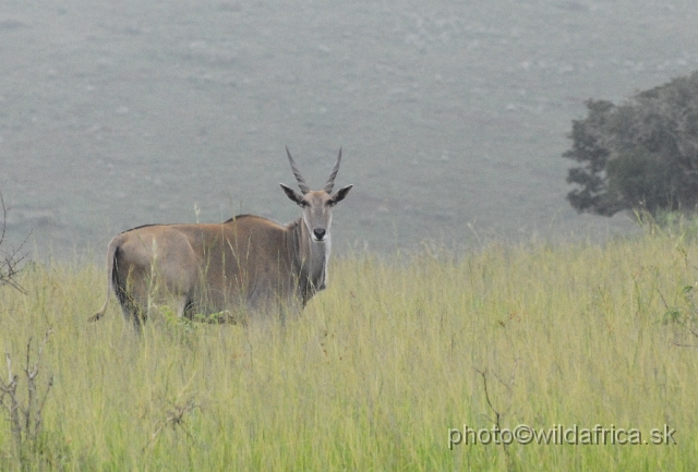 _DSC2992.JPG - Common Eland (Taurotragus oryx), Ngubu