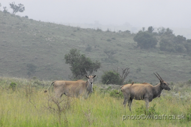 _DSC2997.JPG - Common Eland (Taurotragus oryx), Ngubu