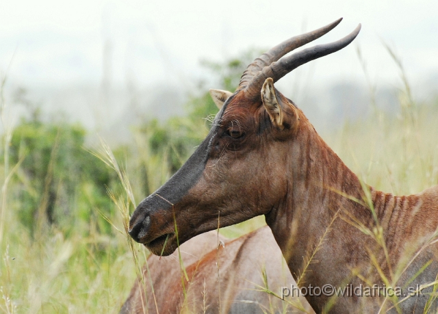 _DSC3008.JPG - Tsessebes were introduced to Ithala recently.