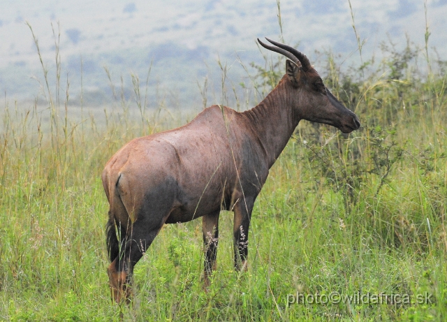 _DSC3011.JPG - Here it was possible. This was my second place with tsessebe observation and first with possibility to photograph them.