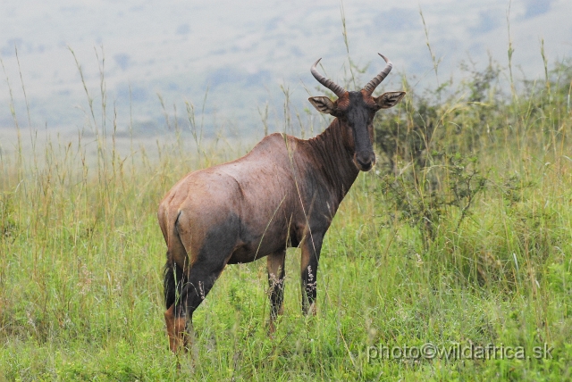 _DSC3013.JPG - This species remembers East African Topi but has longer and widely arranged horns.