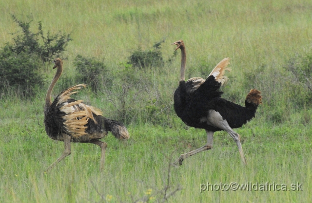 _DSC3023.JPG - Ostrich (Struthio camelus)