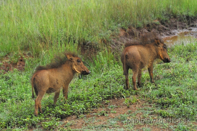 _DSC3039.JPG - Piglets