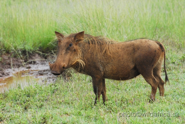 _DSC3049.JPG - Red color of many animals of Ithala is caused by ferralitic soils.