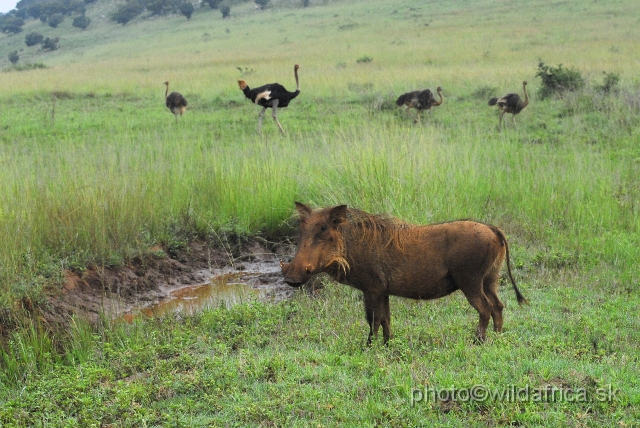 _DSC3051.JPG - Warthog and ostriches