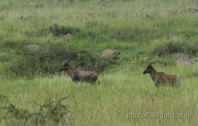 _DSC3052.JPG - Tsessebe