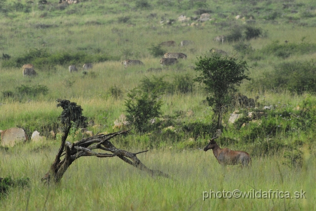 _DSC3056.JPG - Tsessebe