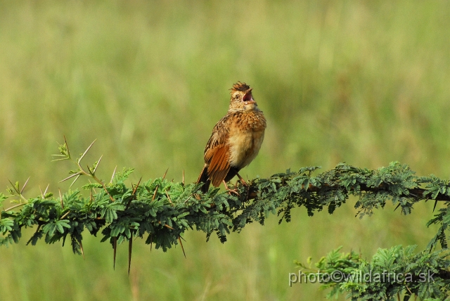 _DSC3064.JPG - Rufous-naped Lark (Mirafra africana)