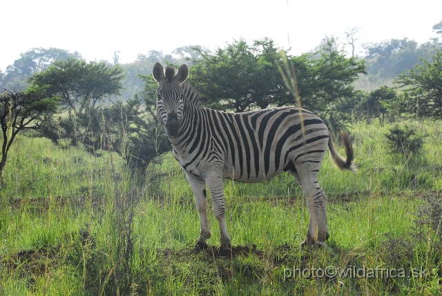 _DSC3070.JPG - The zebras of Ithala seemed to me as an hybrid between Kruger and Kwa-Zulu Natal zebras.