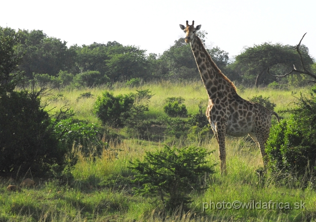 _DSC3071.JPG - Southern Giraffe, Nghubhu loop