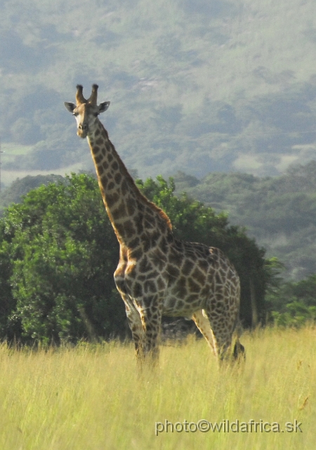 _DSC3072.JPG - Southern Giraffe, Nghubhu loop