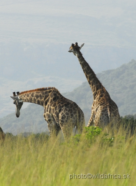 _DSC3073.JPG - Southern Giraffes, Nghubhu loop