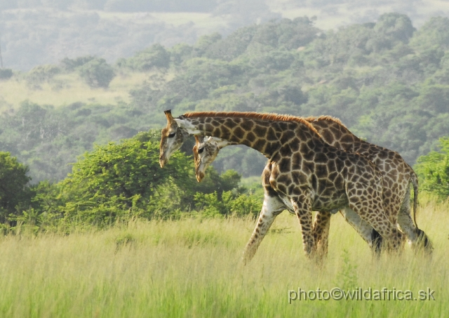 _DSC3081.JPG - Southern Giraffes, Nghubhu loop