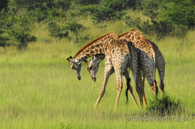 _DSC3096.JPG - Southern Giraffes, Nghubhu loop