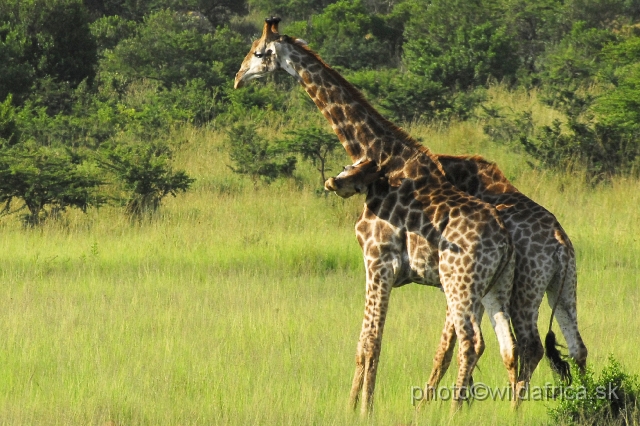 _DSC3097.JPG - Southern Giraffes, Nghubhu loop