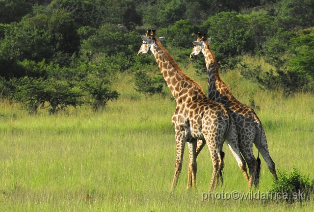 _DSC3100.JPG - Southern Giraffes, Nghubhu loop