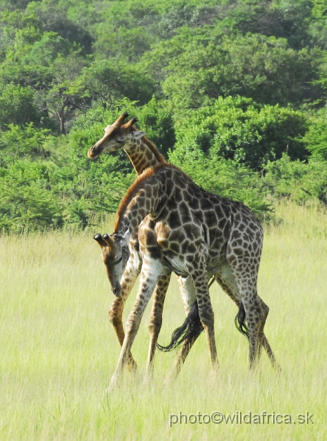 _DSC3104.JPG - Southern Giraffes, Nghubhu loop