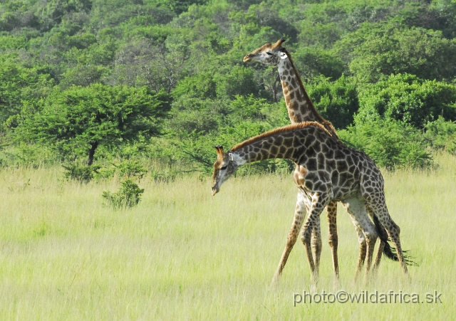 _DSC3105.JPG - Southern Giraffes, Nghubhu loop