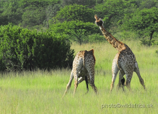 _DSC3107.JPG - Southern Giraffes, Nghubhu loop