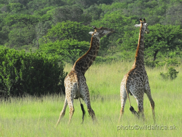 _DSC3108.JPG - Southern Giraffes, Nghubhu loop