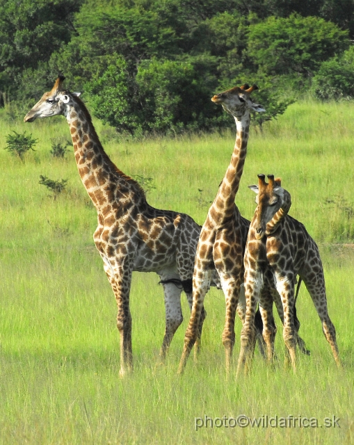 _DSC3115.JPG - Southern Giraffes, Nghubhu loop