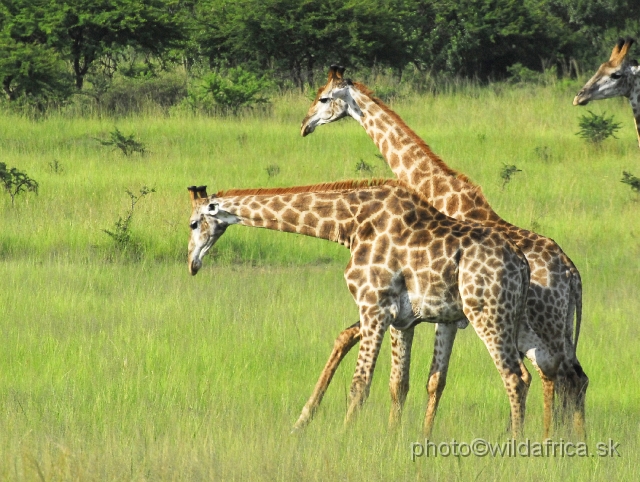 _DSC3116.JPG - Southern Giraffes, Nghubhu loop