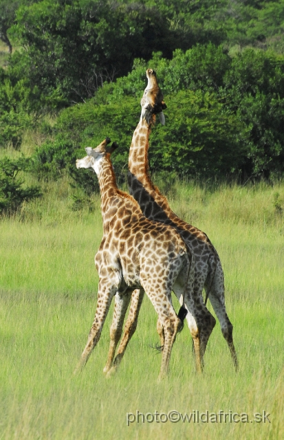 _DSC3121.JPG - Southern Giraffes, Nghubhu loop