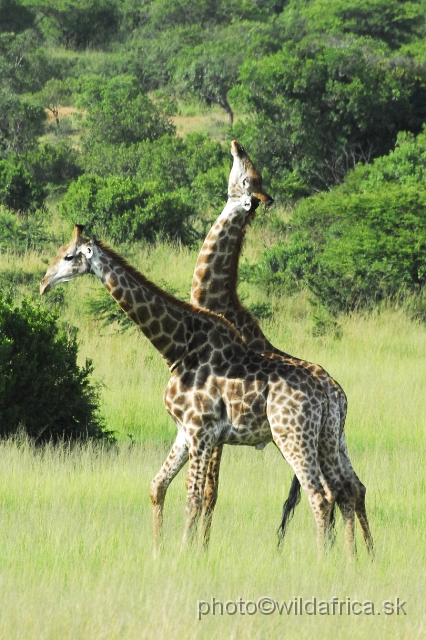 _DSC3125.JPG - Southern Giraffes, Nghubhu loop