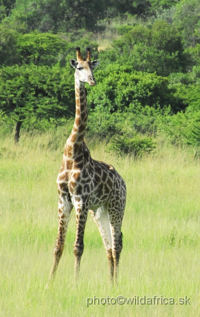 _DSC3129.JPG - Southern Giraffes, Nghubhu loop