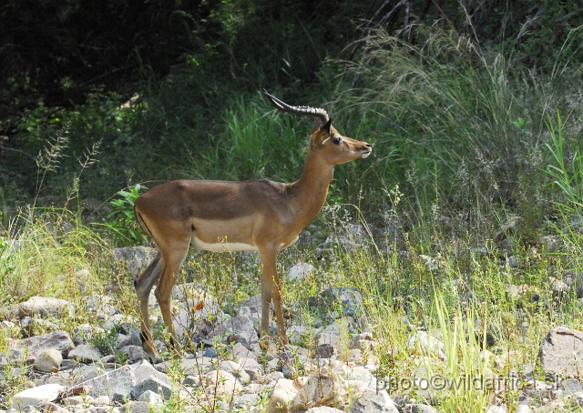 _DSC3132.JPG - Impala at the Dakeneni loop