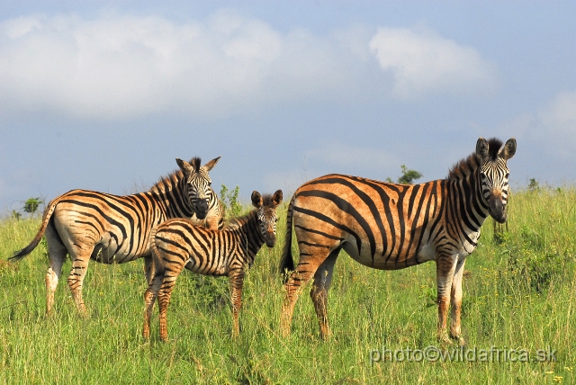 _DSC3142.JPG - The zebras of Ithala seemed to me as an hybrid between Kruger and Kwa-Zulu Natal zebras.