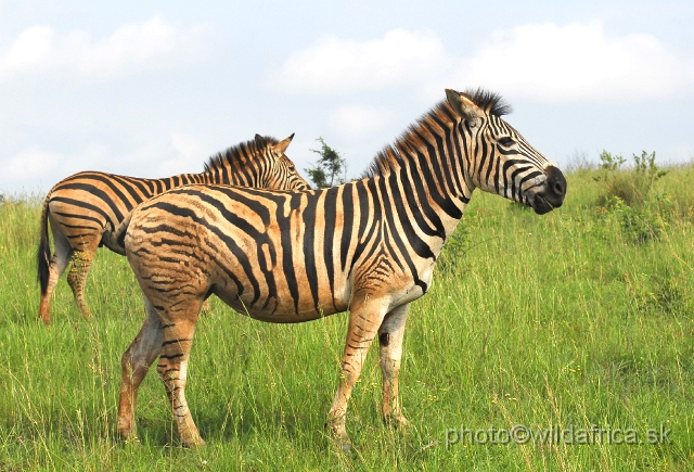 _DSC3147.JPG - The zebras of Ithala seemed to me as an hybrid between Kruger and Kwa-Zulu Natal zebras.