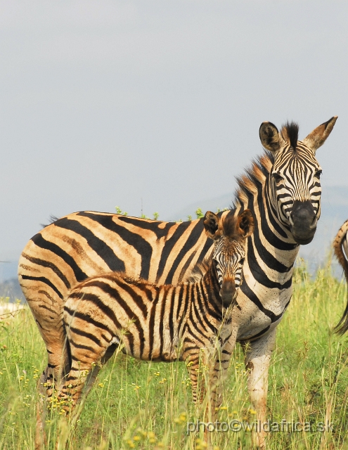 _DSC3150.JPG - The zebras of Ithala seemed to me as an hybrid between Kruger and Kwa-Zulu Natal zebras.