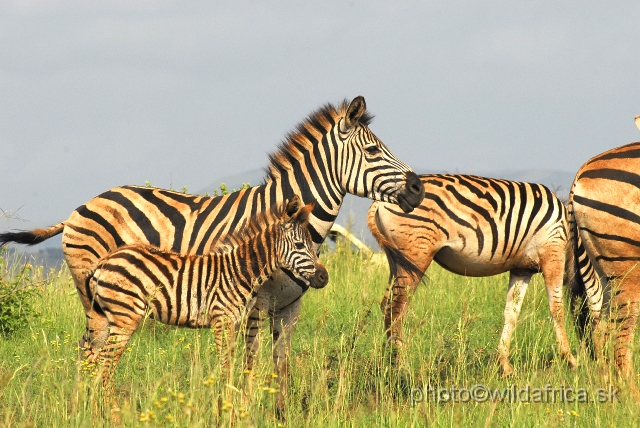 _DSC3151.JPG - The zebras of Ithala seemed to me as an hybrid between Kruger and Kwa-Zulu Natal zebras.