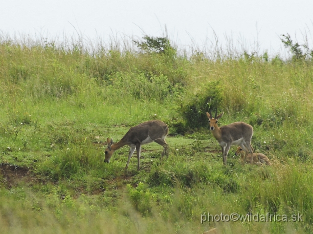 _DSC3162.JPG - Mountain reedbucks (Redunca fulvorufula)