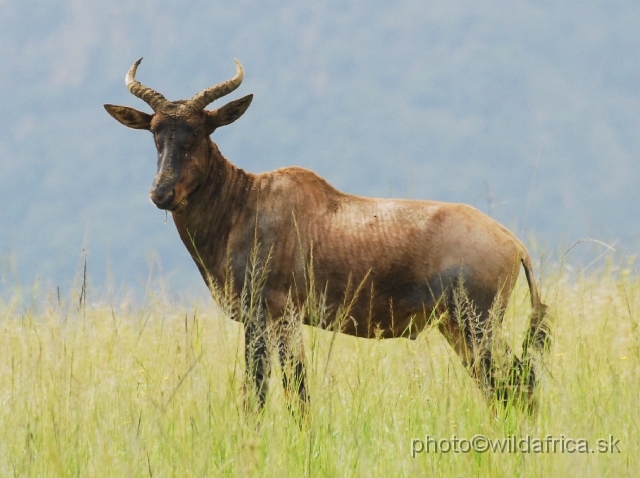 _DSC3176.JPG - This small population numbers around 120 animals.