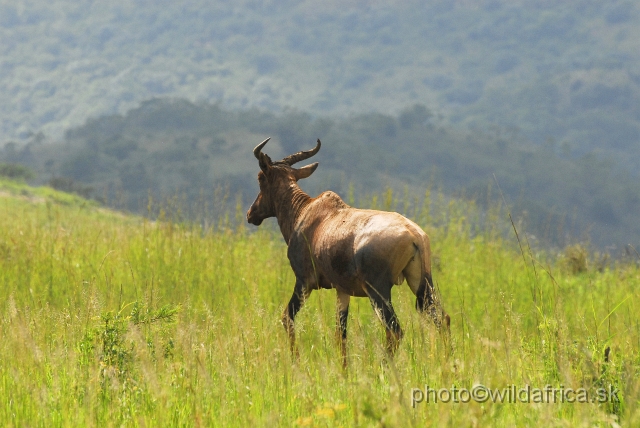 _DSC3193.JPG - We met small herds usually 3 to 7 animals.