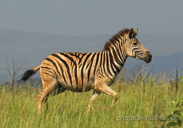 _DSC3194.JPG - The zebras of Ithala seemed to me as an hybrid between Kruger and Kwa-Zulu Natal zebras.