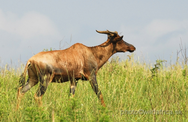 _DSC3206.JPG - Tsessebe