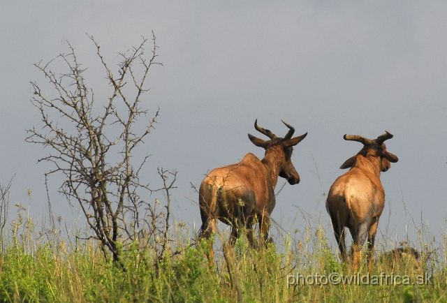 _DSC3207.JPG - Tsessebes