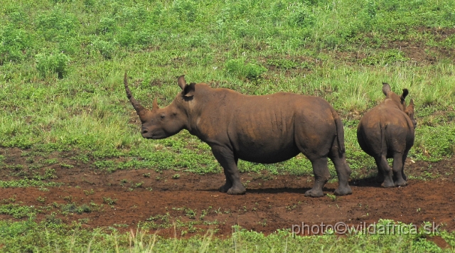 _DSC3222.JPG - White rhinos of Ithala