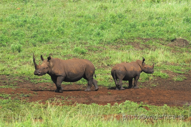 _DSC3224.JPG - White rhinos of Ithala