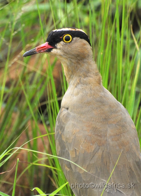 _DSC3230.JPG - Crowned Lapwing (Vanellus coronatus)