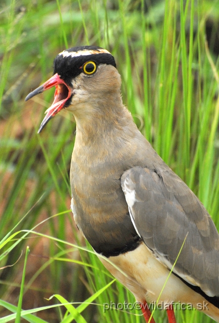 _DSC3237.JPG - Crowned Lapwing (Vanellus coronatus)