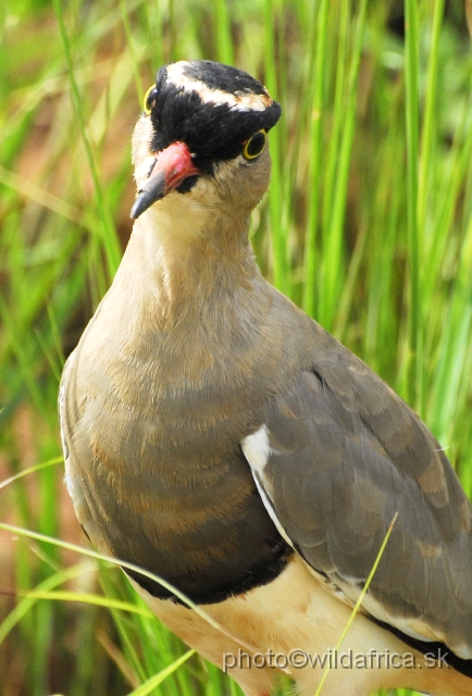 _DSC3240.JPG - Crowned Lapwing (Vanellus coronatus)