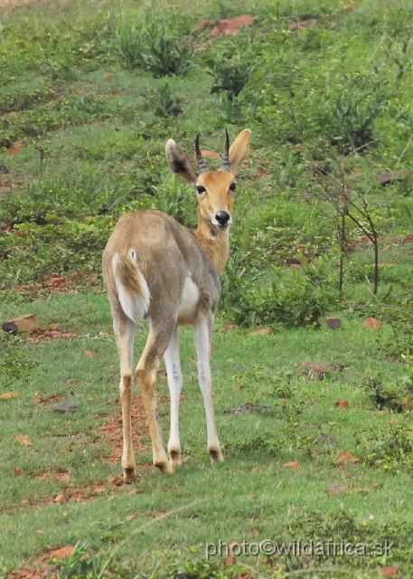 _DSC3245.JPG - The Mountain Reedbuck (Redunca fulvorufula) was greatest surprise of Ithala to me. It was rewarding observation, this antelope species is very scarcely photographed. With these photos I have completed all three species of genus Redunca.