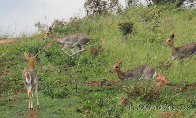 _DSC3250.JPG - Mountain reedbucks (Redunca fulvorufula)