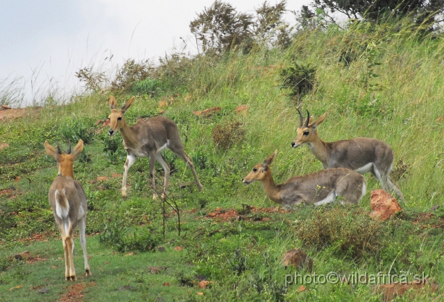 _DSC3251.JPG - Mountain reedbucks (Redunca fulvorufula)